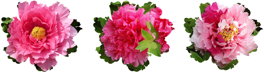 盛森花木 盛森花木