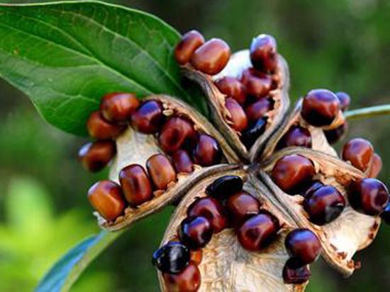 油用牡丹的選種與種子處理