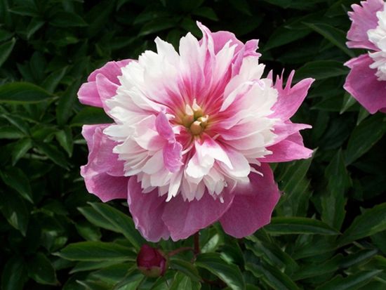 蝶戀奇花