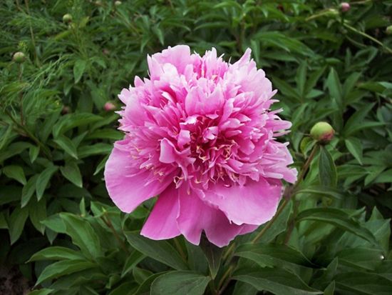 櫻花撒金