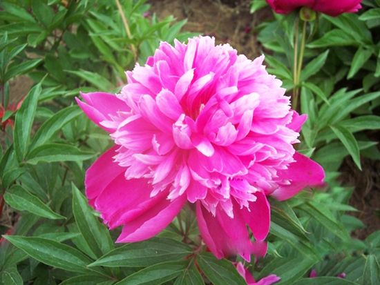 紅蓮菊