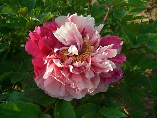 花二喬