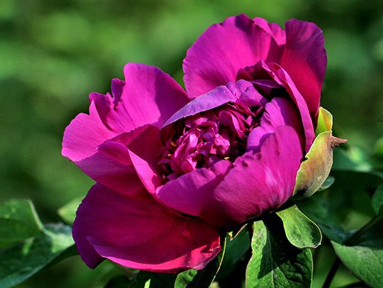 盆栽牡丹的種植管理