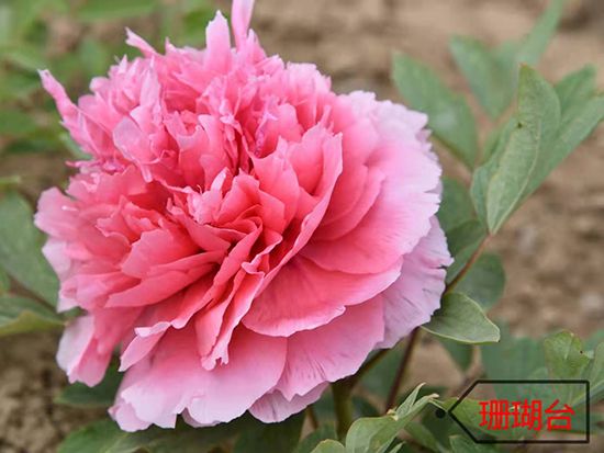 珊瑚臺(tái)