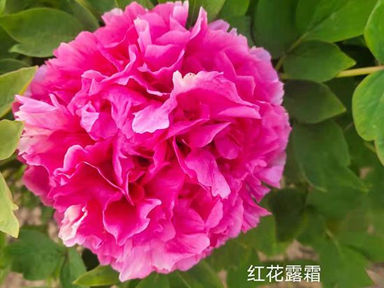 紅花露霜